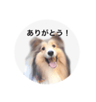 シェルティ♡サラ（個別スタンプ：32）