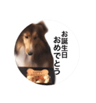 シェルティ♡サラ（個別スタンプ：34）