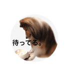 シェルティ♡サラ（個別スタンプ：35）