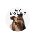 シェルティ♡サラ（個別スタンプ：38）