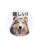 シェルティ♡サラ（個別スタンプ：40）