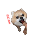 cute dog~（個別スタンプ：1）