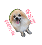 cute dog~（個別スタンプ：2）