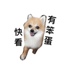 cute dog~（個別スタンプ：3）
