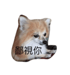 cute dog~（個別スタンプ：4）