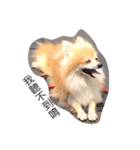 cute dog~（個別スタンプ：6）