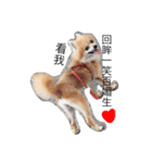 cute dog~（個別スタンプ：7）