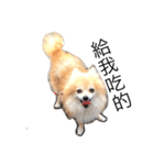 cute dog~（個別スタンプ：8）