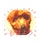 Hana's  Stamp（個別スタンプ：1）