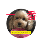 らぶりーきなこちゃん（個別スタンプ：11）