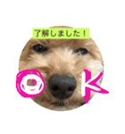 らぶりーきなこちゃん（個別スタンプ：17）