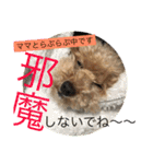 らぶりーきなこちゃん（個別スタンプ：31）