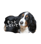 Hanako Dog（個別スタンプ：4）