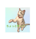 猫のハリーさん（個別スタンプ：15）