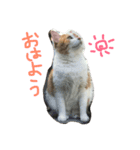 サティとイオン（個別スタンプ：1）