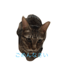 クルミです（個別スタンプ：12）