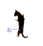 クルミです（個別スタンプ：16）