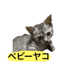 ヤコ＆ルコ（個別スタンプ：3）