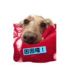 Shorty-Life（個別スタンプ：3）