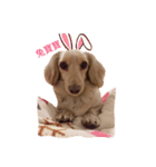 Shorty-Life（個別スタンプ：6）