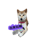 sbiba smilebear dog（個別スタンプ：1）