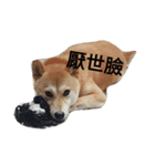 sbiba smilebear dog（個別スタンプ：2）