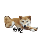 sbiba smilebear dog（個別スタンプ：3）