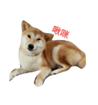 sbiba smilebear dog（個別スタンプ：4）