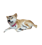 sbiba smilebear dog（個別スタンプ：6）