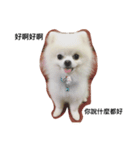 Pomeranian dog-UMI（個別スタンプ：1）