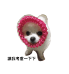 Pomeranian dog-UMI（個別スタンプ：2）