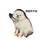 Pomeranian dog-UMI（個別スタンプ：3）
