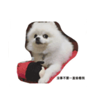 Pomeranian dog-UMI（個別スタンプ：4）