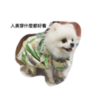 Pomeranian dog-UMI（個別スタンプ：6）