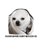 Pomeranian dog-UMI（個別スタンプ：7）