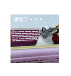 momogirl（個別スタンプ：3）