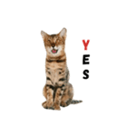 Bengal Family（個別スタンプ：1）