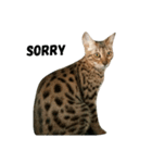 Bengal Family（個別スタンプ：3）
