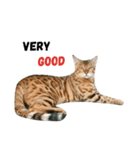 Bengal Family（個別スタンプ：5）