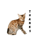 Bengal Family（個別スタンプ：7）