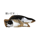 三毛猫。（個別スタンプ：1）