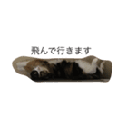 三毛猫。（個別スタンプ：2）