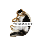 三毛猫。（個別スタンプ：3）