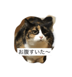 三毛猫。（個別スタンプ：4）