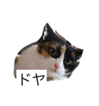 三毛猫。（個別スタンプ：5）