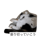三毛猫。（個別スタンプ：6）