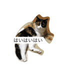 三毛猫。（個別スタンプ：7）