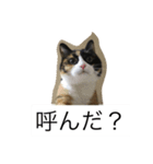 三毛猫。（個別スタンプ：8）