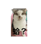 Petsss（個別スタンプ：1）
