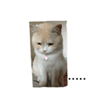 Petsss（個別スタンプ：5）